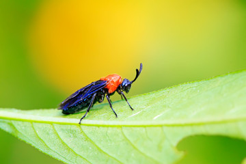 sawfly on plant
