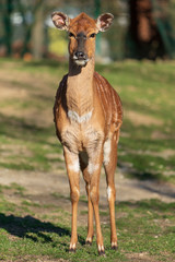 Nyala Antilope