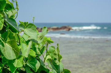 green leaves against ocean