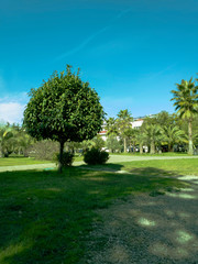Square, landscape with trees.