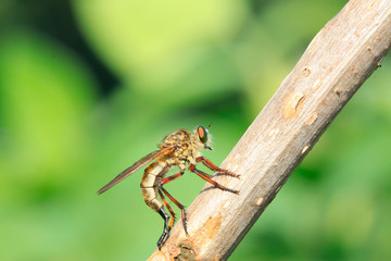 Cophinopoda chinensis