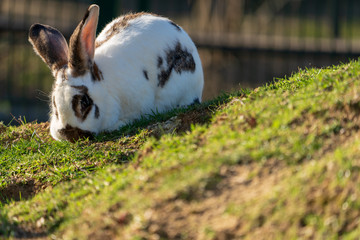 Deutscher Riesenschecke Hase im Gras