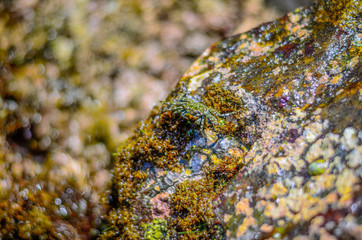 Crab on a rock