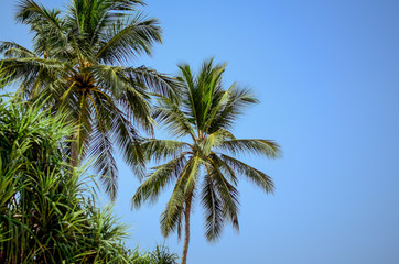 Plakat palm trees against blue sky
