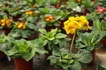 Fototapeta na wymiar Beautiful blooming pot flowers in greenhouse, closeup. Space for text
