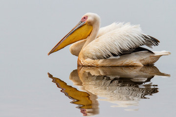 Pelicans (Great White Pelican) in the morning in Lake Awassa close to the fishing market of Awassa in Ethiopia