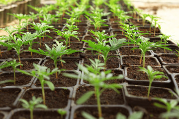 Many fresh green seedlings growing in pots with soil, closeup