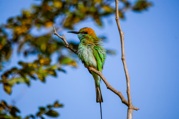 Colibri on a branch and blue sky background