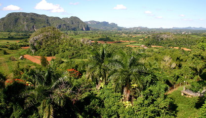 Fototapeta na wymiar Vinales Valley with palm trees and hills in Cuba