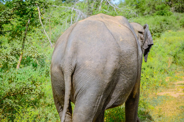 Fototapeta premium elephant in nature