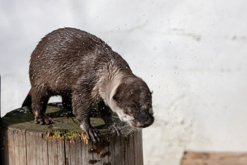 コツメカワウソ