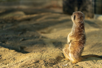 Erdmännchen im Sand