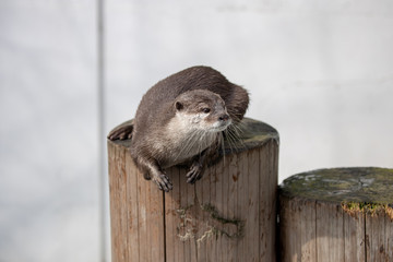 コツメカワウソ