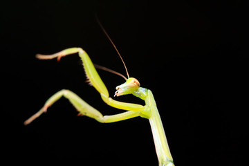 Mantis larvae on plant