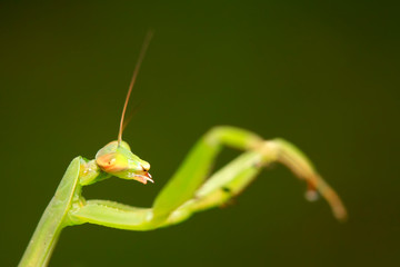 Mantis larvae on plant