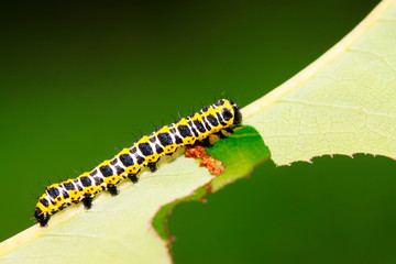Cucullia fraterna on green leaf
