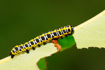 Cucullia fraterna on green leaf