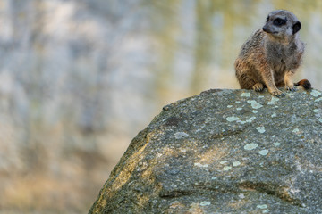 Erdmännchen auf Stein