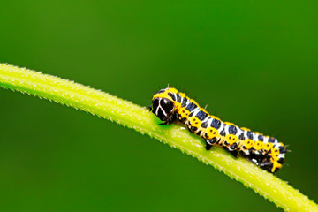 Cucullia fraterna on green leaf