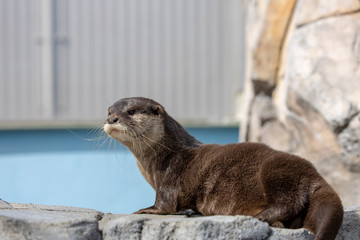 Obraz premium コツメカワウソ