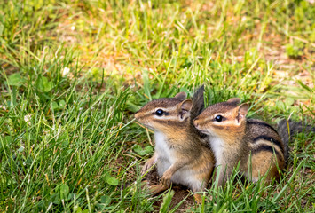 Young Eastern Chipmunk pair, Tamias striatus, in green grass - cute and funny animals in the Spring