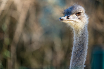 Vogelstrauss im Profil