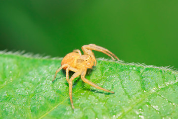 crab spider on plant