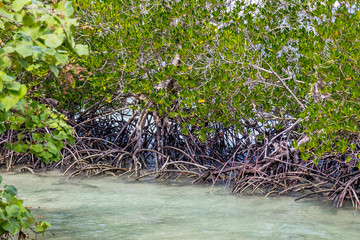 Paysage Mangrove Thaïlande