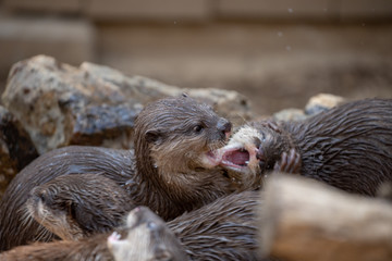 コツメカワウソ