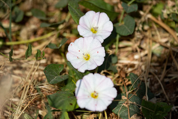 white flowers in garden, closeup flower in nature