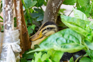 Duck lurking among leaves, green leaf