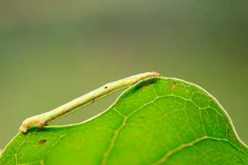 Geometridae on plant