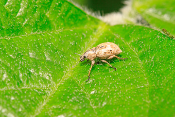 snout beetle on plant