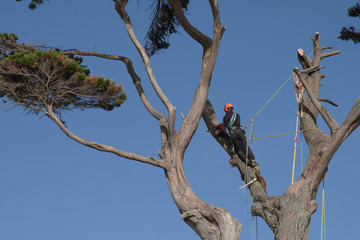 A man tied with a rope cuts the branches of a tree high up