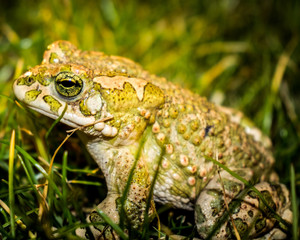 macro shot of frog