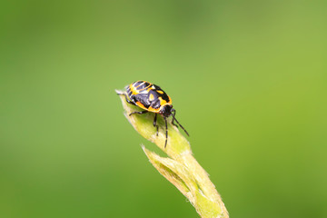 stinkbug on green leaf
