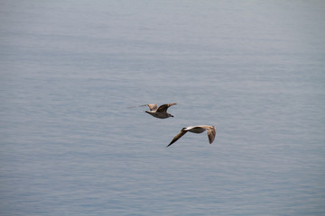  sea ​​flying over the sea