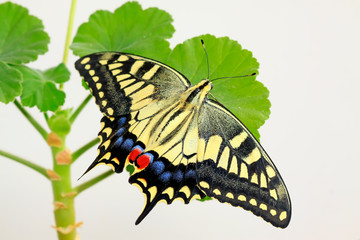Papilio machaon on green plant