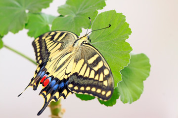 Papilio machaon on green plant