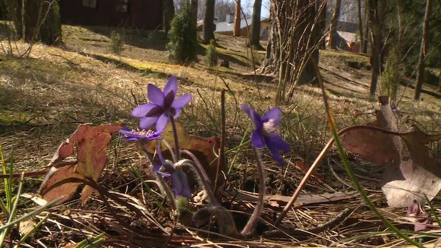 European flower Common Hepatica Anemone hepatica blooms in spring
