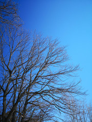 Bare branches of a dark tree against a blue sky in winter