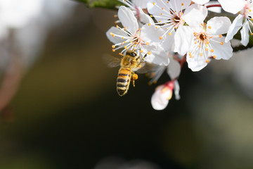 Biene auf Kirschblüte makro