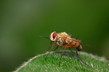 Prosena siberita on plant