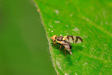 trypetid on plant
