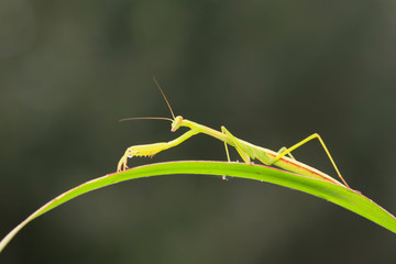 Mantis larvae on plant