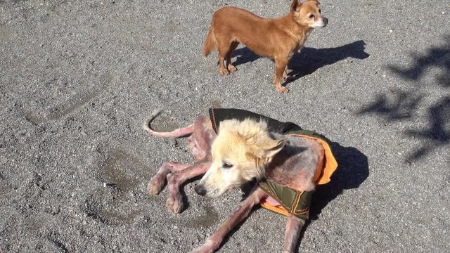 4K Dog with tetter warms itself under sun