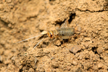 Gryllus larvae on plant