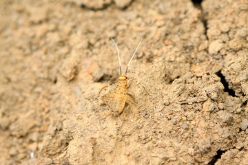 Gryllus larvae on plant