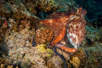 Octopus in Egypt in tobia arba safaga