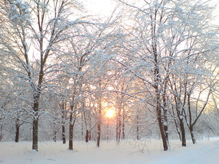 Fabulous sunset in the winter forest.